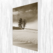 Sterbebilder / Totenzettel "Baum" - Nr. 905TZ