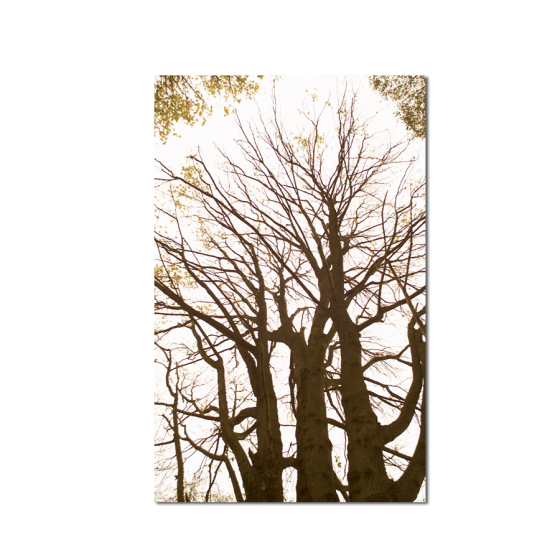 Sterbebilder & Trauerbildchen "Bäume" mit stimmungsvollem Motiv